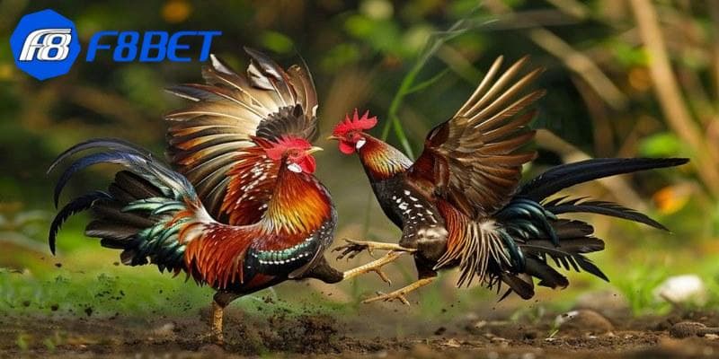 Sơ nét về game đá gà tại F8bet