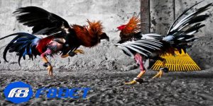 Giới thiệu sơ nét về đá gà cựa sắt Campuchia