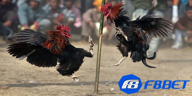 Luật chơi trong đá gà cựa sắt Campuchia
