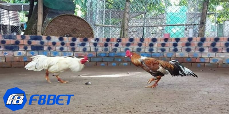 Những kinh nghiệm chơi đá gà cựa sắt Campuchia từ cao thủ