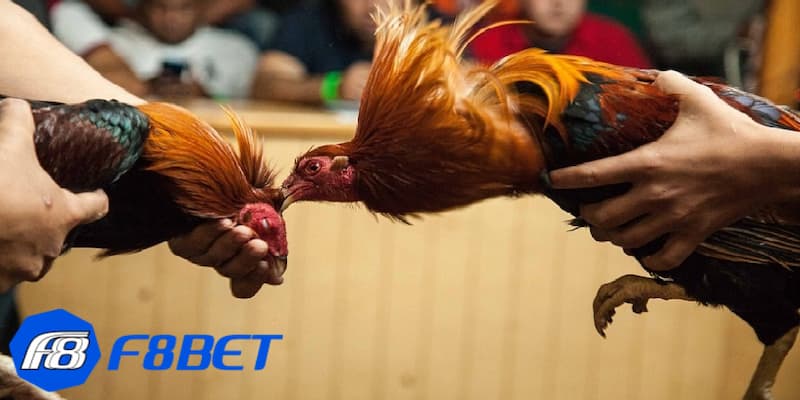 Lợi ích khi hiểu biết về kèo cược đá gà online