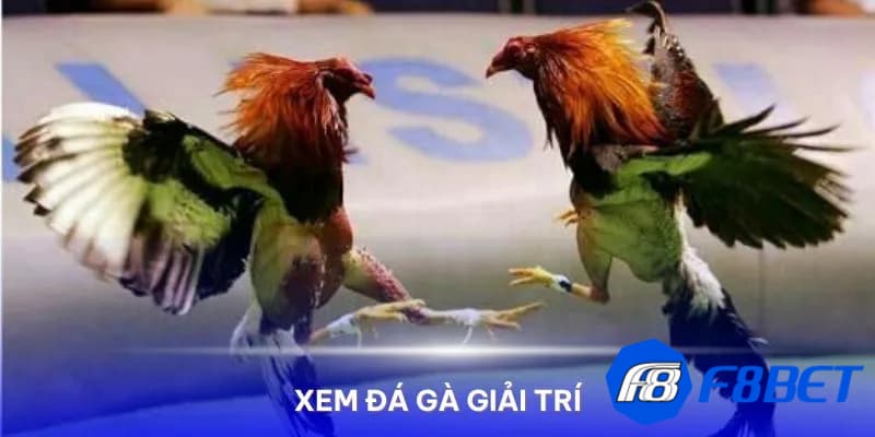Kèo chấp trong kèo cược đá gà online