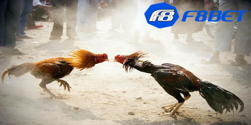 Tổng quan thông tin về luật đá gà online