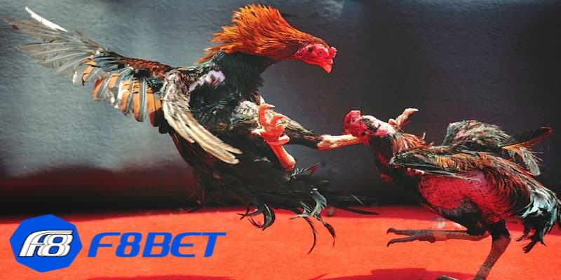 Tổng hợp luật đá gà online 3 miền cực chuẩn xác