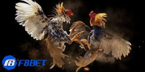 Đá gà cựa dao là gì?