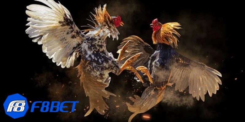 Đá gà cựa dao là gì?
