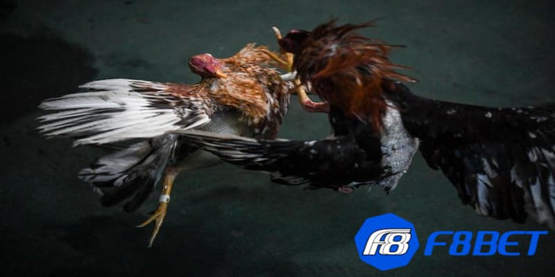 Những loại hình đá gà cựa dao phổ biến hiện nay