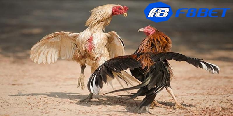 Các mẹo đá gà cựa dao siêu chuẩn giúp thắng lớn