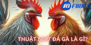Tại sao bạn nên nắm vững các thuật ngữ trong đá gà