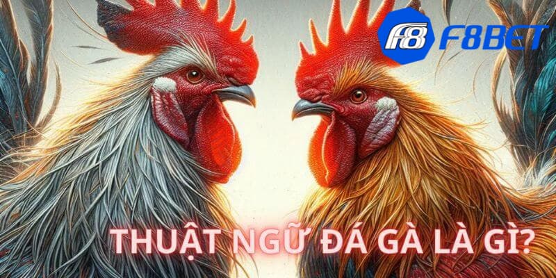 Tại sao bạn nên nắm vững các thuật ngữ trong đá gà