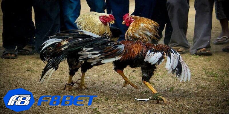 Thuật ngữ trong đá gà về trận đấu cá cược