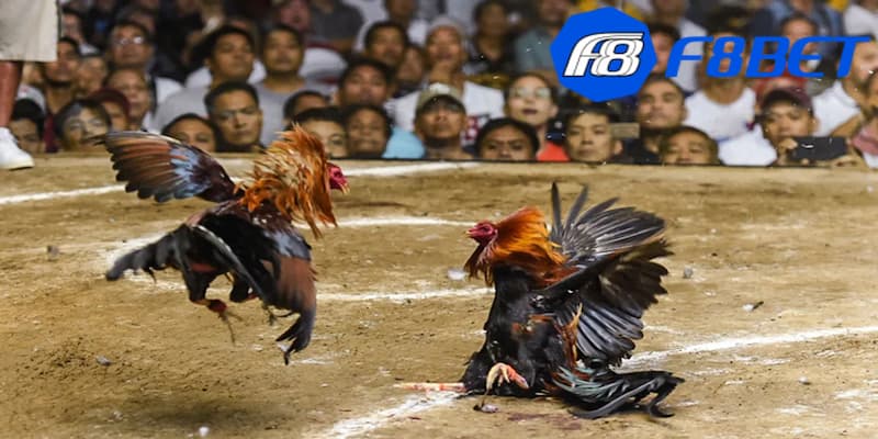 Thuật ngữ về kỹ thuật trong đá gà